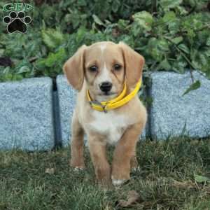 Koda, Miniature Poodle Mix Puppy