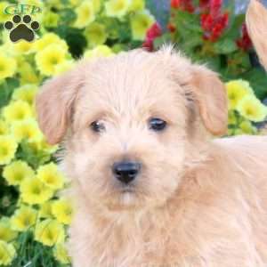 Koda, Miniature Poodle Mix Puppy