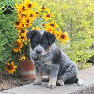 Kody, Blue Heeler – Australian Cattle Dog Puppy