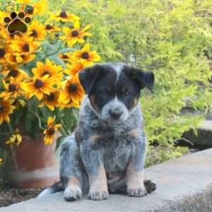 Kody, Blue Heeler – Australian Cattle Dog Puppy