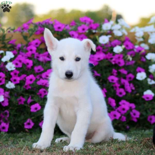 Kody, German Shepherd Mix Puppy