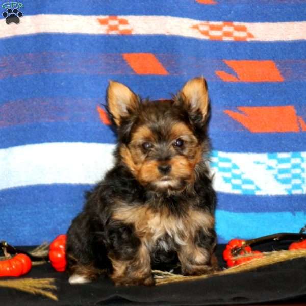 Kody, Yorkie Puppy