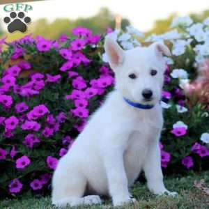 Kody, German Shepherd Mix Puppy