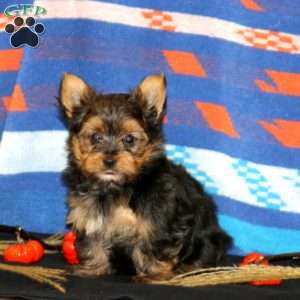 Kody, Yorkie Puppy
