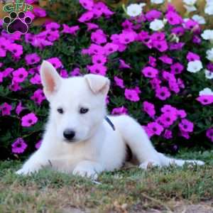 Kody, German Shepherd Mix Puppy