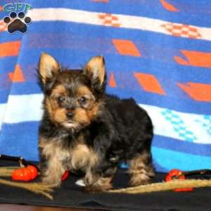 Kody, Yorkie Puppy