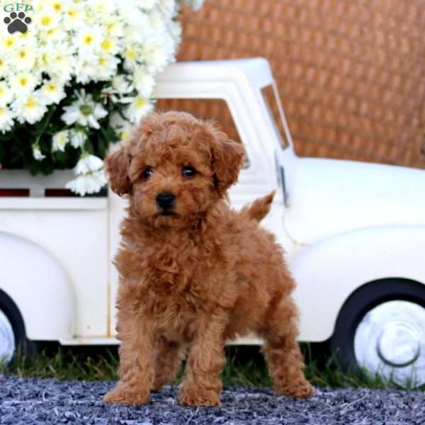 Kolby, Bich-Poo Puppy