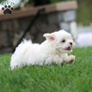 Kolby, Maltese Puppy