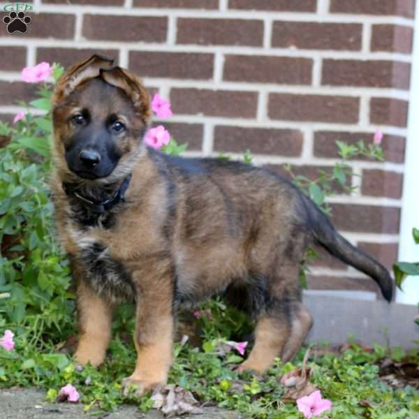Kolby, German Shepherd Puppy