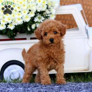 Kolby, Bich-Poo Puppy