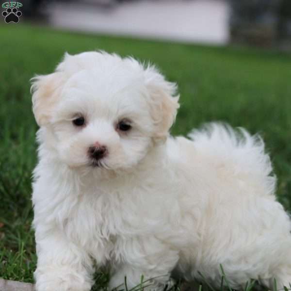 Kolby, Maltese Puppy