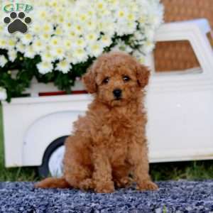 Kolby, Bich-Poo Puppy