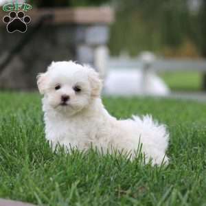Kolby, Maltese Puppy
