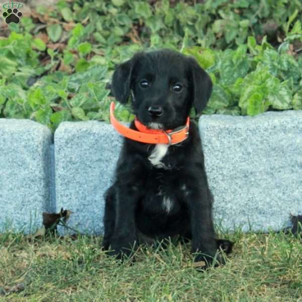 Kole, Miniature Poodle Mix Puppy