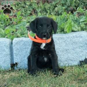 Kole, Miniature Poodle Mix Puppy
