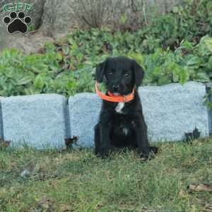 Kole, Miniature Poodle Mix Puppy