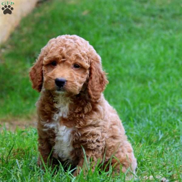 Kookie, Mini Goldendoodle Puppy