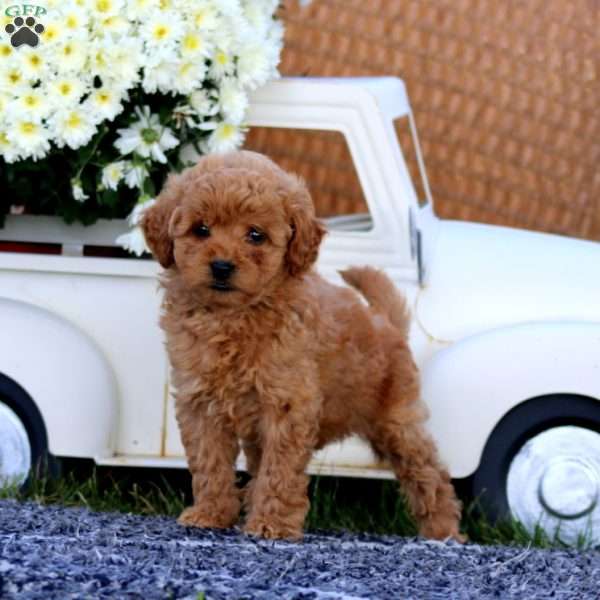 Kookie, Bich-Poo Puppy