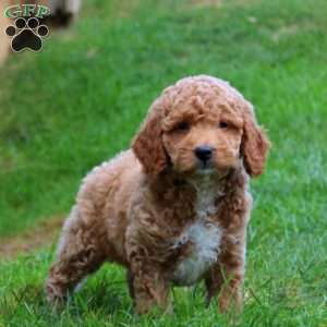 Kookie, Mini Goldendoodle Puppy