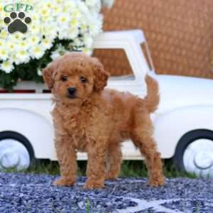 Kookie, Bich-Poo Puppy