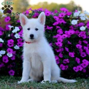 Kookie, German Shepherd Mix Puppy