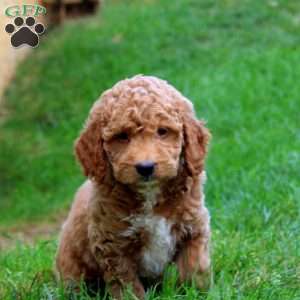 Kookie, Mini Goldendoodle Puppy