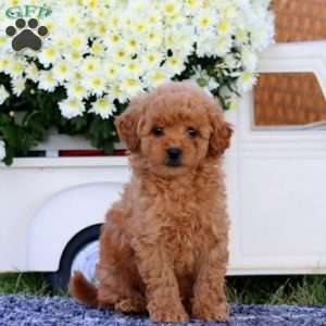 Kookie, Bich-Poo Puppy