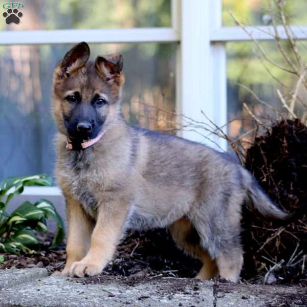 Krissy, German Shepherd Puppy
