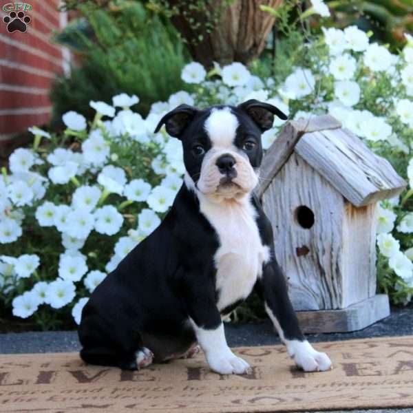 Krissy, Boston Terrier Puppy