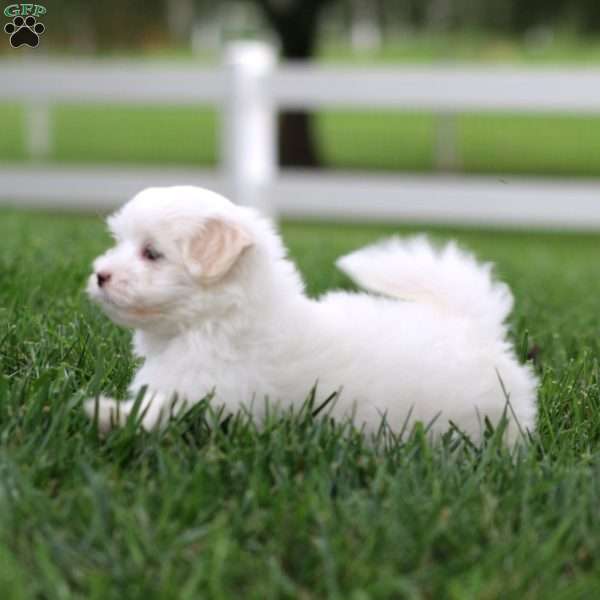 Krissy, Maltese Puppy