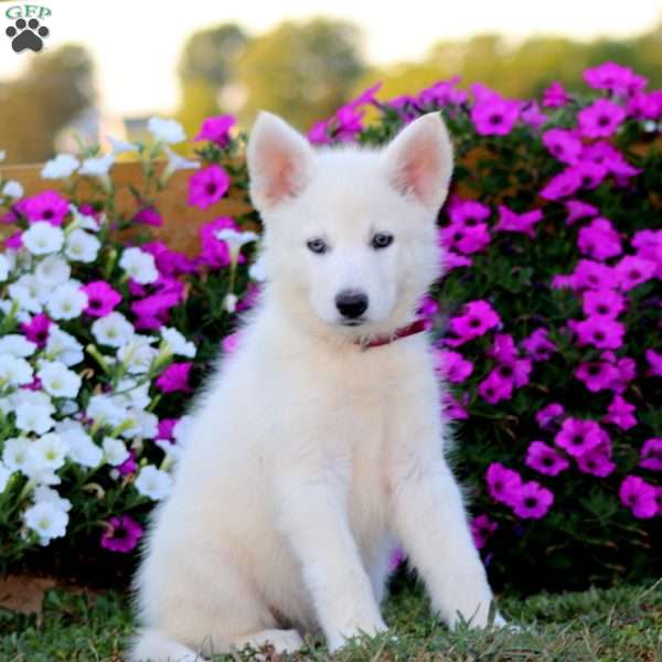 Krissy, German Shepherd Mix Puppy