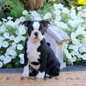 Krissy, Boston Terrier Puppy