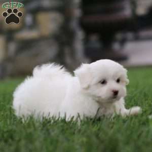 Krissy, Maltese Puppy