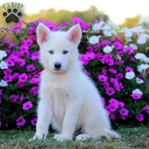 Krissy, German Shepherd Mix Puppy