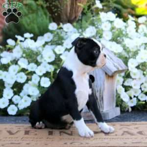 Krissy, Boston Terrier Puppy