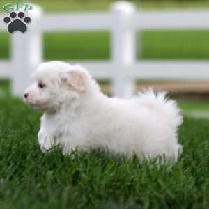 Krissy, Maltese Puppy