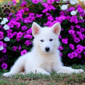 Krissy, German Shepherd Mix Puppy