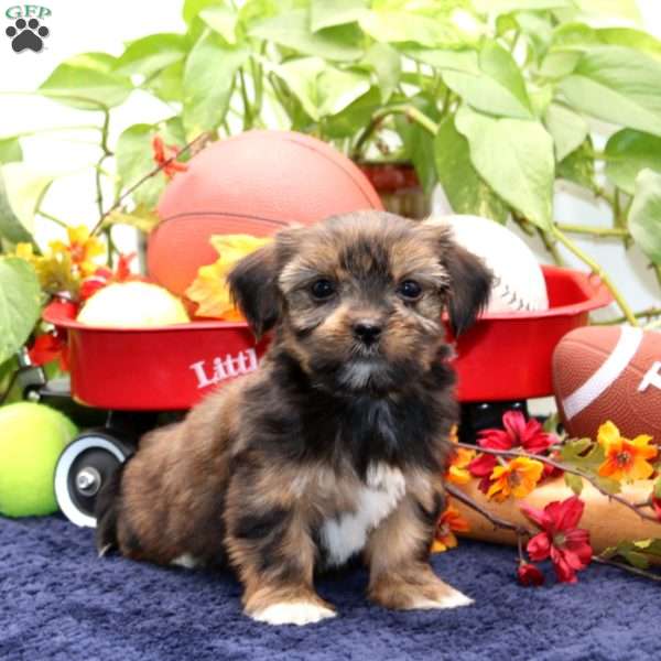 Krista, Shorkie Puppy