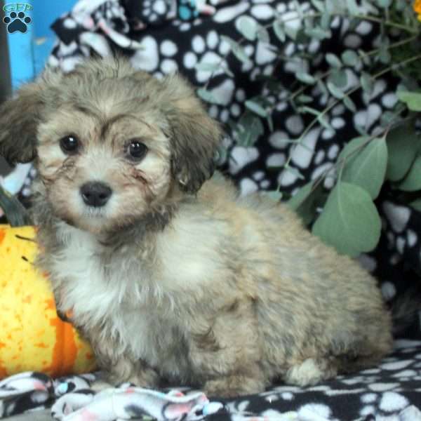 Kyle, Havanese Puppy