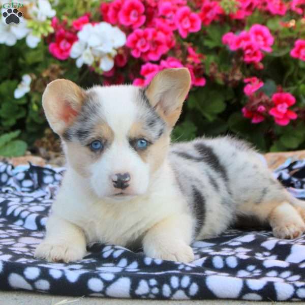 Kyle, Pembroke Welsh Corgi Puppy