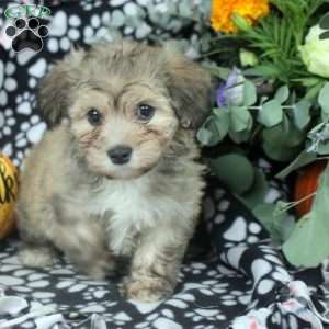 Kyle, Havanese Puppy