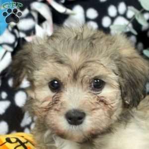Kyle, Havanese Puppy
