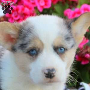 Kyle, Pembroke Welsh Corgi Puppy