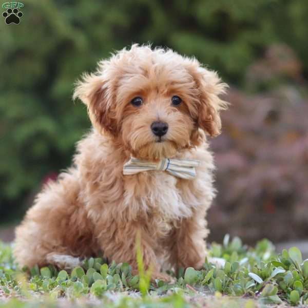 Kylar, Miniature Poodle Puppy