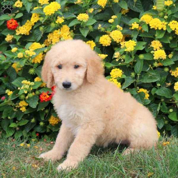 Kylie, Goldendoodle Puppy