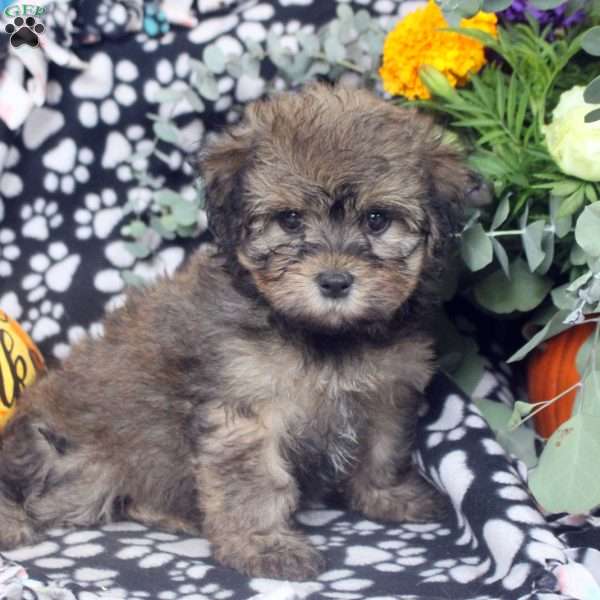 Kylie, Havanese Puppy
