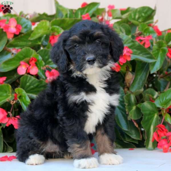 Kylie, Mini Bernedoodle Puppy