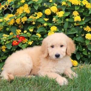 Kylie, Goldendoodle Puppy