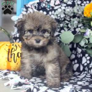 Kylie, Havanese Puppy