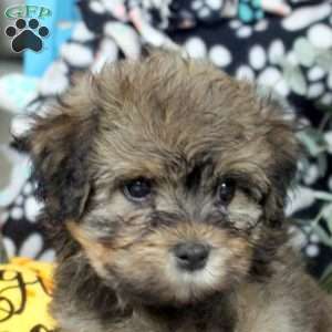 Kylie, Havanese Puppy